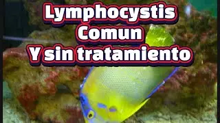 Lymphocystis una enfermedad común en el acuario y que no tiene tratamiento 😱