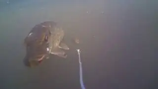 Spro BBZ-1 Jnr Under Water Footage