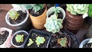 Agora assim está  bem recuperadas pós mudança.@RoseTv24original 🌹🌵