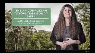 Апикомплекс Toxoplasma gondii - Часть 2