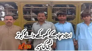 Ostad sajjad k  khokhy Waly kabootaro ka Shok, | Ch Junaid pegions, | multan kabootar mandi | 