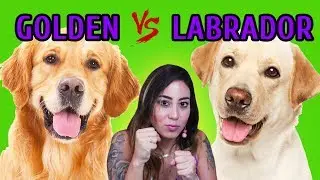 GOLDEN RETRIEVER x LABRADOR