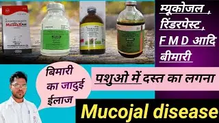 mucosal disease of animals treatment। Rinderpest, F M D, bimari ka ilaj। Bhupendra। mucojal disease।