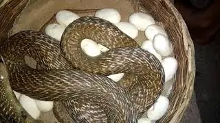 Kalinga sarpa