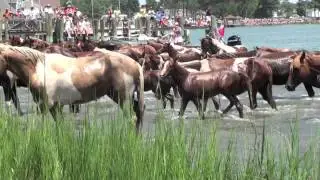 Chincoteague Pony Swim 2011
