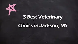 3 Best Veterinary Clinics in Jackson, Mississippi 2024 | Animal Hospitals