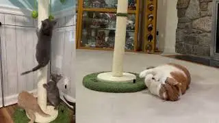Cat Scratching Post, 37.4 Inch Tall Scratching Posts for Indoor Cats, Sisal Rope Scratching Post
