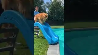 Dog vs Pool Epic Splash Battle #dogs #poolfun #summer