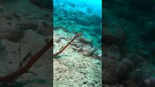 #scubashop #ocean #scubaworld #fish #scubaaddict #underwater #scubalove #travel #scubalife