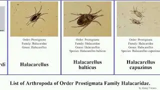 List of Arthropoda of Order Prostigmata Family Halacaridae. copidognathus rhombognathides borealis