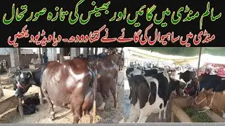 Today Mandi Salim cow buffalo rate fresh rate update Salem Mandi 