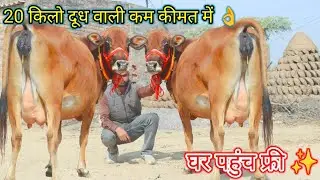 ✨20 किलो दूध कम कीमत में 🎁 राजस्थान का सबसे सस्ता फॉर्म 🌟 घर पहुंच बिल्कुल फ्री 😀 1,100 छूट के साथ 💫