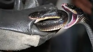 Venomous snake of india - Common Krait