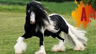 Funny Pony / Horses Collection with Relax Music for Kids