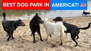 The BEST DOG PARK in America?! - Ka-Bar's EPIC ADVENTURE! 🐺✨️