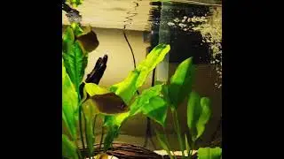 wimple piranha