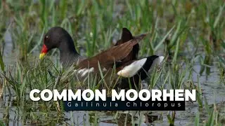 Common Moorhen