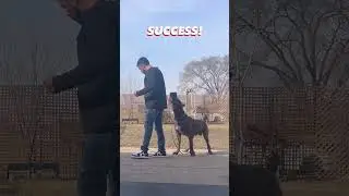 Aggressive / Reactive dog training in K9 University Chicago