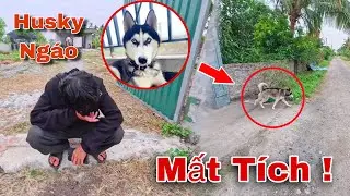 Crazy Husky Dog Suddenly Disappears, Causing the Whole Family to Worry and Search for It, and Her...