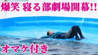 鴨川シーワールドのお茶目なトレーナーさん最高!!ララ良かったね^^ シャチ KamogawaSeaWorld  orca killerwhale