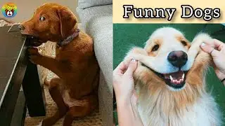 Funny Dogs 🐶 Best Moments | Funny Dogs Video Compilation 2021