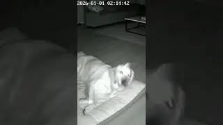 The Midnight Patrol Cat vs  Dog 🤖🐱 #shorts