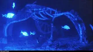 Living Sea Sculpture Live Stream