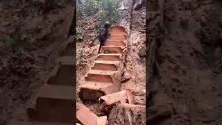 Ancient Tree Reborn! Fallen Log Transformed into Mountain Steps