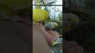 Der beste Beweis f&uuml;r Emotionen bei Wellensittichen 😢 #Wellensittich #Liebe #Animals