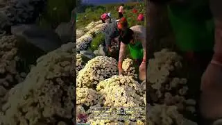 Fast Flower Harvesting || Agricultural Invention