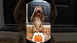 Funny Monkey Reaction To Spicy Noodle #funnymonkey #spicymemes #animalmukbang