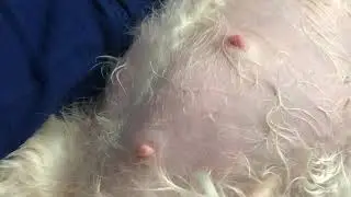 Puppy kicking: 58 Days pregnant Maltese