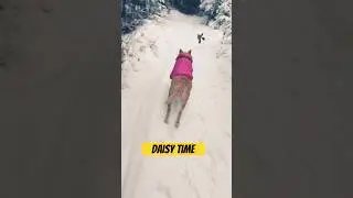 Daisy Takes Time To Tune Up  #song #daisydog #snowdog