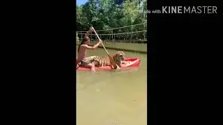 Friendly Tiger