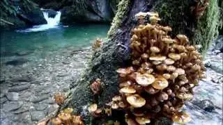 AS(232)-Asturias-LaPesanca