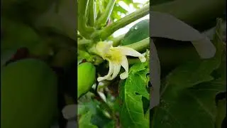 Carica papaya (Caricaceae family) #nature#trending #forests #flora #forest #forestflower#wildfruits