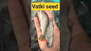 near me vatki seed ._#bmw _#shortsfeed _#fishing _#food _#fishshort _#aquarium _#funniestvideo