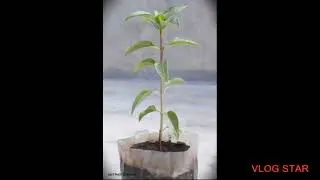 #whatsapp Whatsapp Status Save Tree