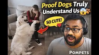 Dog Comforts Crying Mom 🥹 | Reaction by POMPETS