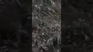Potaroo in the bush