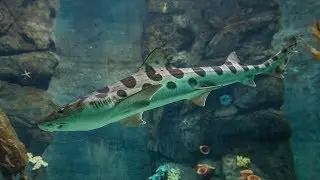 San Diego Zoo Welcomes Its First Sharks