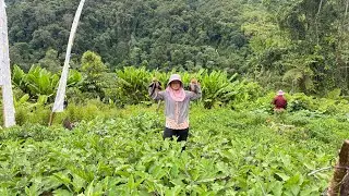 Sowing to harvesting || Jhum cultivation || Arunachal Pradesh 