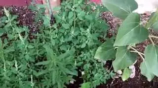 Lambsquarters: Great For Breakfast Smoothies