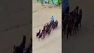 Sindh&rsquo;s Famous Kamori Goat Breed 🐐 | Beautiful & Unique Goats of Pakistan