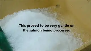 Salmon Processor Using Granular Flake Ice