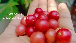 The taste of bird cherry