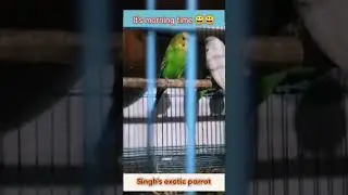 Bajiz woke up in the morning😘😍💕🦜| Singh's exotic parrot #shorts #youtube #youtubeshorts #new #birds