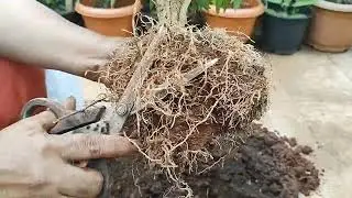 Pruning and Repotting of my mini chandani plant.... care tips