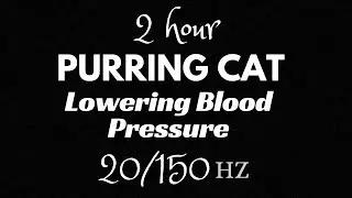 20/150 HZ HEALING VIBRATION | Purring Cat For HEALING and LOWERING BLOOD PRESSURE