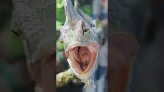 что может быть более страшным #хамелеон #reptile #funny